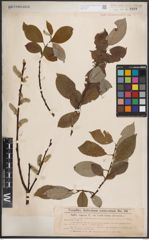 Foto von Salix caprea L.